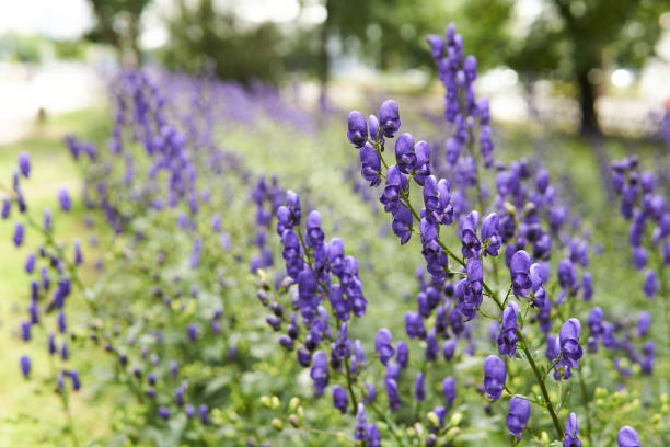 istock purple aconite inflorescences on blurred park background 1288278553