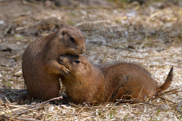 istock Black-tailed Prairie Dogs 1288278583