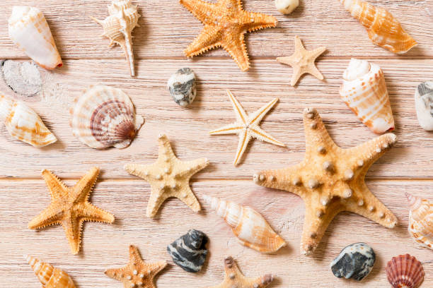istock Starfish and seashells background on a wooden table, top view, flat lay 1288279599