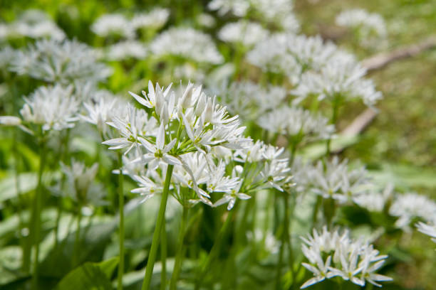 The Wild garlic (Allium ursinum) stock photo