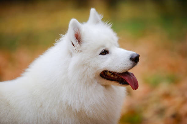 istock Portrait of a white fluffy Samoyed Spitz in profile close up against a blurred background of yellow leaves. The dog looks forward with its tongue sticking out 1288279749