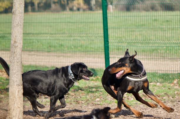 istock Two dogs full race. 1288281056