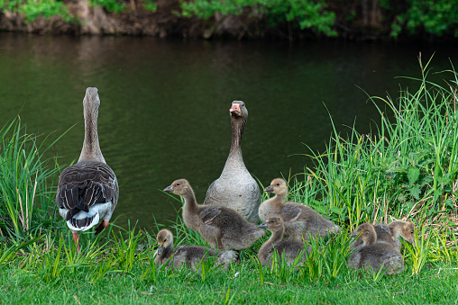 young goose family with goslings