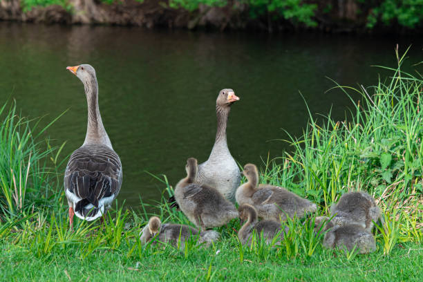 young goose family with goslings young goose family with goslings greylag goose stock pictures, royalty-free photos & images