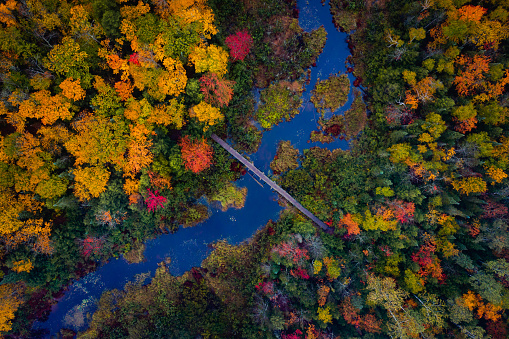 Beautiful look down travel aerial of pedestrian foot bridge over Carp River near Lake of the Clouds on top of Porcupine Mountain in Upper Michigan with gorgeous colorful fall leaf foliage in autumn.