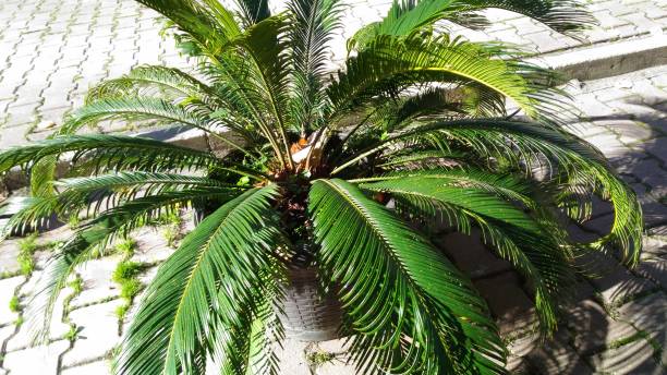 istock green palm trees natural life 1288283378