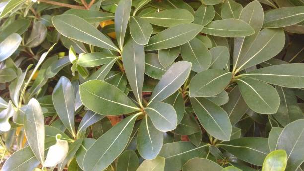 istock wild leaves growing in nature 1288283428