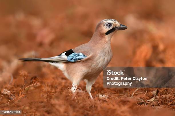 European Jay Stock Photo - Download Image Now - UK, Bird, Yard - Grounds