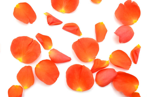 istock red rose petals on white with copy space 1288284409