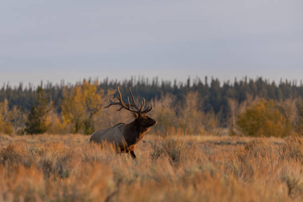 istock Bull Elk During the Rut in Autumn 1288284435