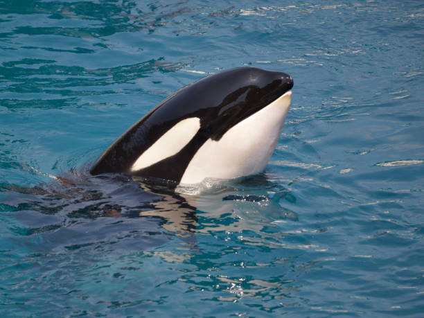 istock Head of killer whale 1288284976