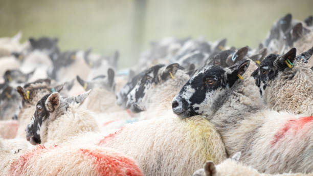 Sheep herd head portrait Head portrait of a ewe, Lake District, UK. cheviot hills stock pictures, royalty-free photos & images