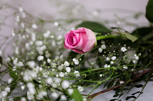 Pink rose bud with gypsophila against white background