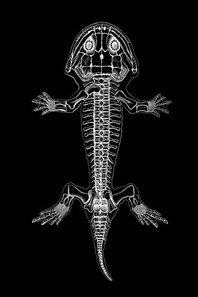 istock Branchiosaurus is a genus of small, lightly built early prehistoric amphibians 1288286915