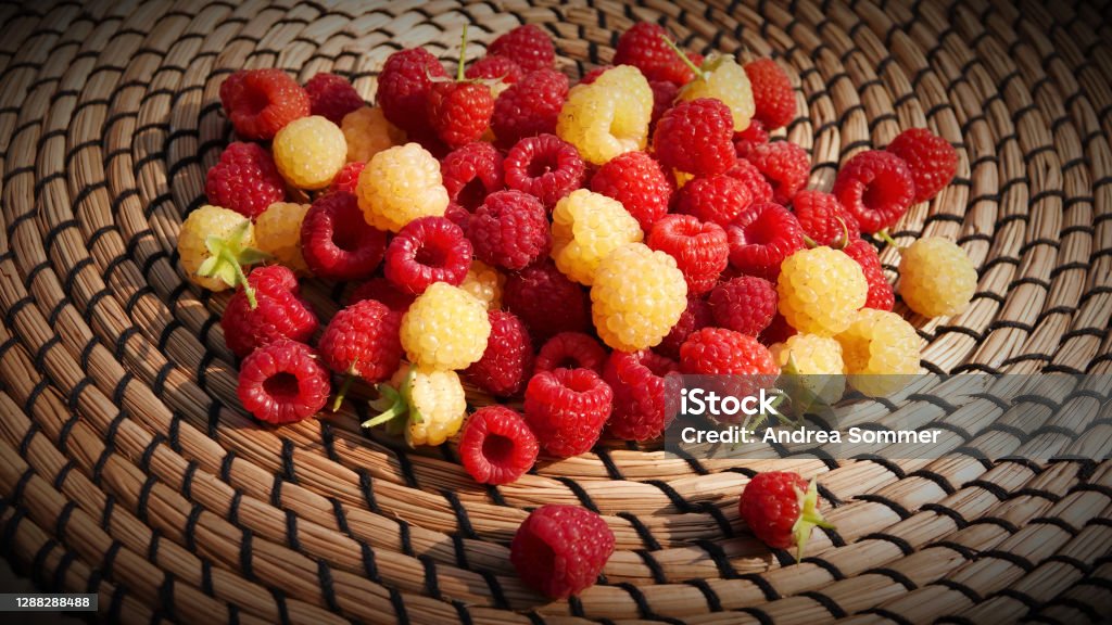 HIMBEEREN red and yellow/white mixed in a pile on a braided, light brown base RASPBERRIES red and yellow / white mixed in a pile, arranged on a braided light brown base Agriculture Stock Photo