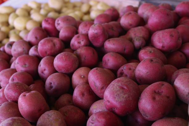 農家の市場での赤いジャガイモのクローズアップ画像 - red potato raw potato red vegetable ストックフォトと画像