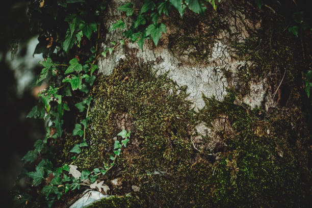 istock Climbing plant or ivy background 1288288586