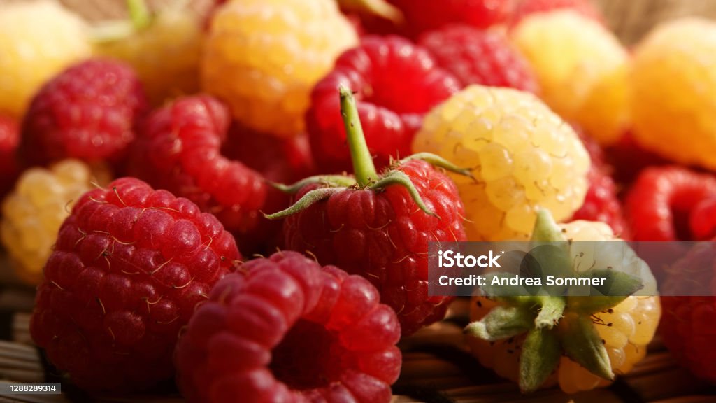 HIMBEEREN red and yellow/white mixed RASPBERRIES red and yellow / white mixed Agriculture Stock Photo