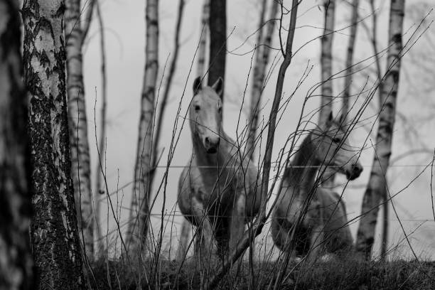 Wild horses by the seashore in Saaremetsa, Saare County, Estonia