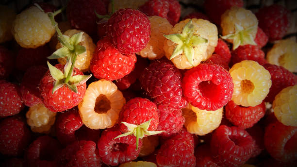 istock HIMBEEREN red and yellow/white, with and without trunk 1288292137