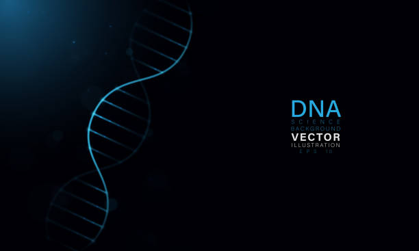 Vector abstract DNA helix made in 3D style located on a dark blue background. The illustration also contains elements of decor. Vector abstract DNA helix made in 3D style located on a dark blue background. The illustration also contains elements of decor. human genome code stock illustrations