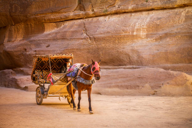 istock Tourism transport in Petra, Jordan 1288292991