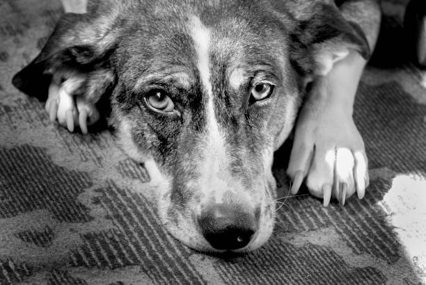 istock A lovely dog is lying down and looking at the camera 1288294832