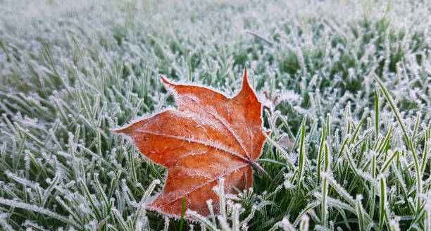 istock Ice leaf in the frosty grass 1288296147