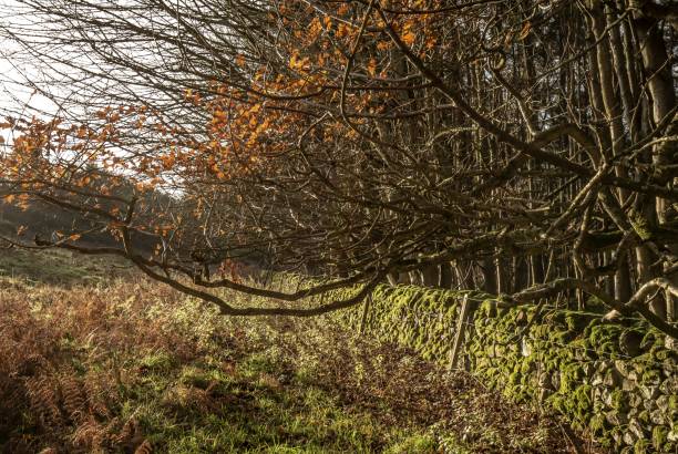 istock Last Of Autumn Leaves. 1288296346
