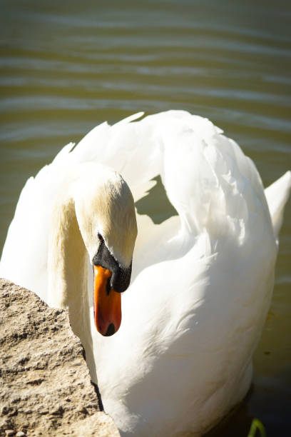 лебедь на озере - water surface standing water swan mute swan стоковые фото и изображения