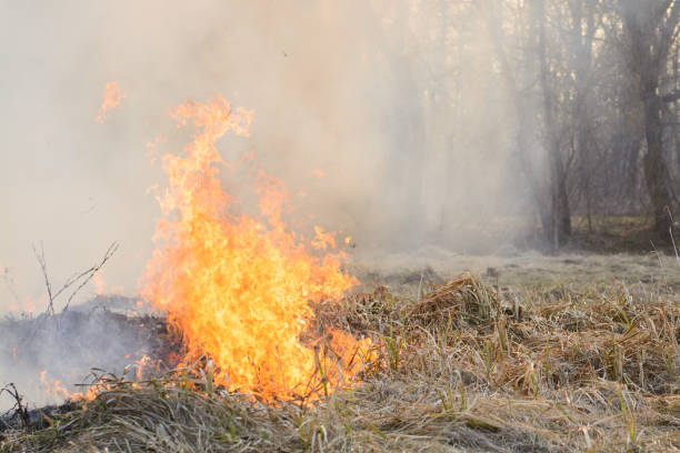 istock Forest fire spreading through field of dry grass in countryside in spring 1288302010