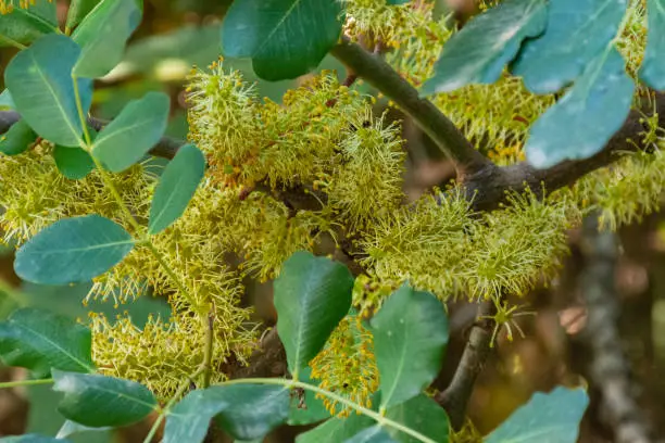 Photo of Carob flowers growing on the branches of a carob tree, in autumn, in the field