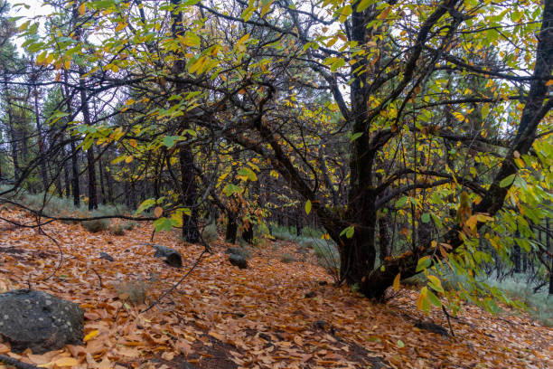 istock Autumn landscape with fallen leaves and various chestnut trees 1288302880