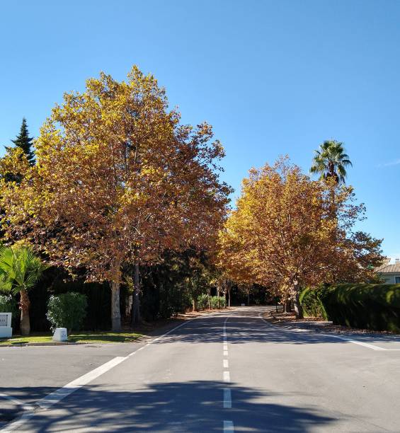 istock Los Cortijos Autumn Leaves Avenue 1288303938