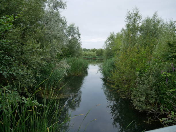 istock straight stream through high foliage banks 1288304813