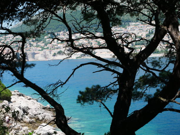 istock silhouetted gnarly tree with dubrovnik in the background 1288304957