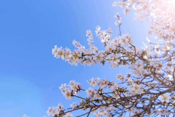 istock Spring blossom background. Beautiful nature scene with blooming tree on sunny day. Spring flowers. Beautiful orchard in Springtime. Abstract background. 1288306358