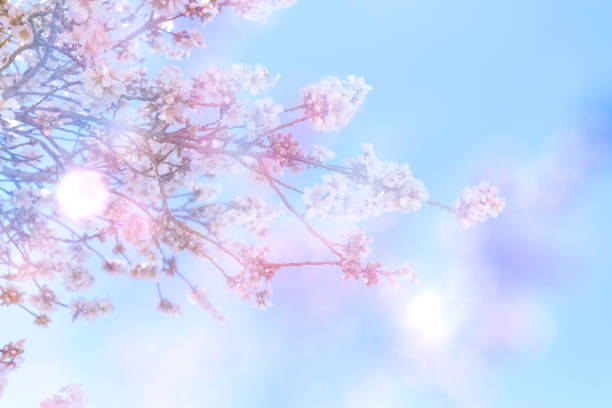 istock Spring blossom background. Beautiful nature scene with blooming tree on sunny day. Spring flowers. Beautiful orchard in Springtime. Abstract background. 1288306476