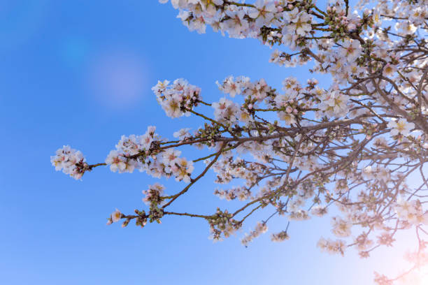 istock Spring blossom background. Beautiful nature scene with blooming tree on sunny day. Spring flowers. Beautiful orchard in Springtime. Abstract background. 1288306519