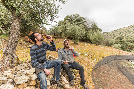 Real images of work day of men collecting black olives for produce olive oil