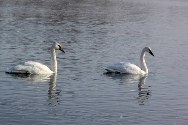 istock Swans swimming with reflection in Fergus Falls, Minnesota, U.S.A. 1288308282