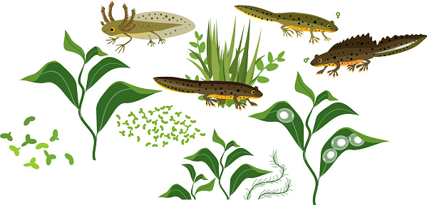 Set of green aquatic plants and different stages of crested newt life cycle isolated on white background
