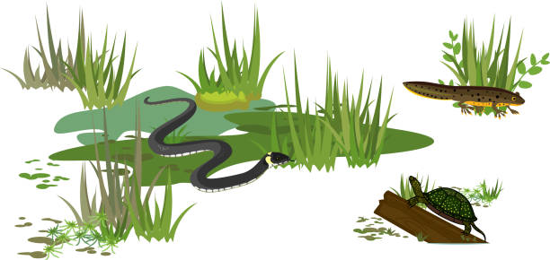 ilustraciones, imágenes clip art, dibujos animados e iconos de stock de serpiente de hierba o natrix natrix, tortuga de estanque europea (emys orbicularis) y newt en biotopo pantano aislado sobre fondo blanco - turtle grass