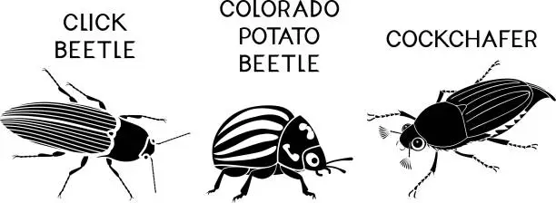 Vector illustration of Set of black silhouette of insect pests of agricultural plants (click beetle, colorado potato beetle and cockchafer) isolated on white background