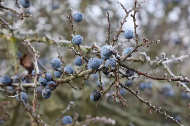 Blue blackthorn berries on the bushes are covered with hoarfrost.