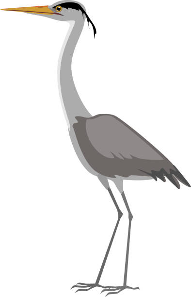 Grey Heron Stock Photos, Pictures & Royalty-Free Images - iStock