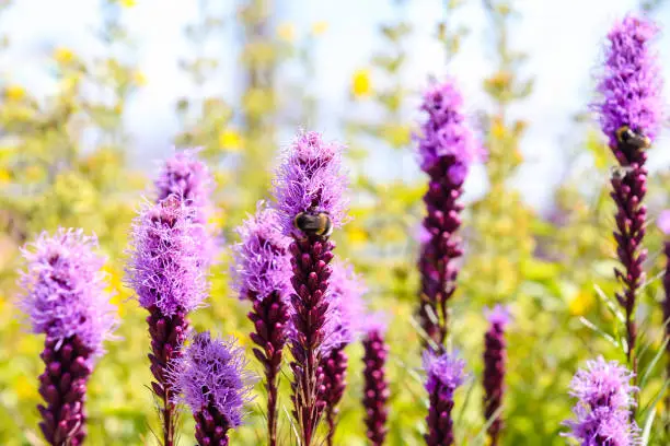 Liatris Spicata Kobold Flowers in Copenhagen