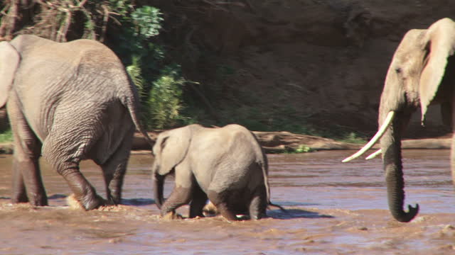 elephant mother helps a baby to cross a river