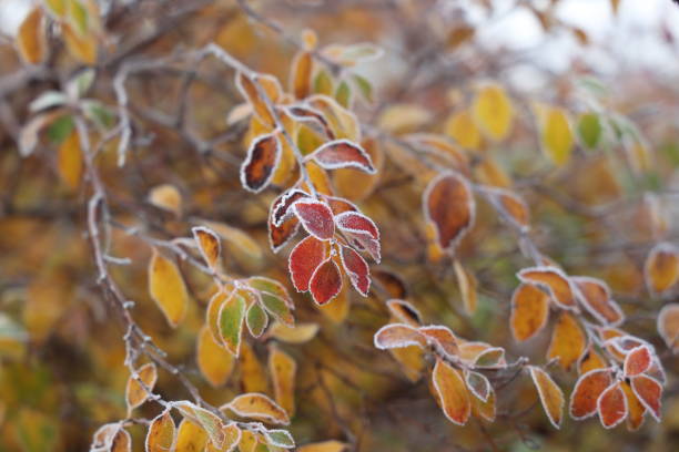The leaves on the trees are covered with frost.
