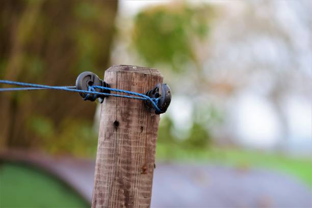 istock Close-up of a willow post with insulators and blue braid 1288309610